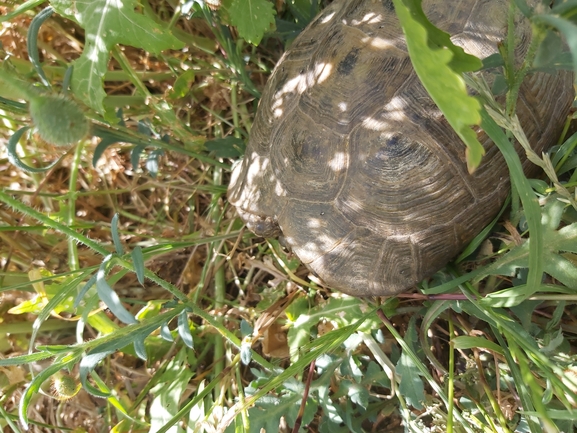 Testudo graeca  photographed by יצחק כהן 