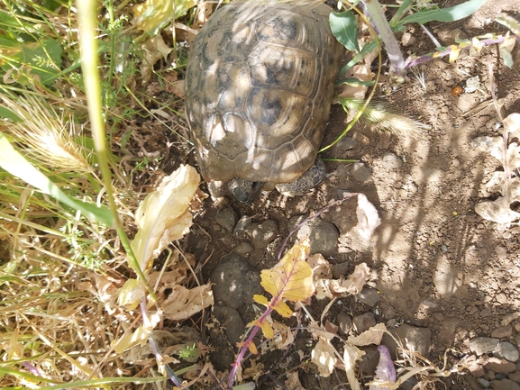 Testudo graeca  photographed by יצחק כהן 