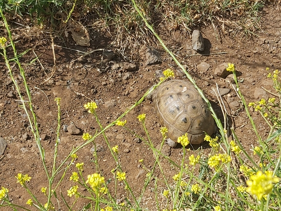 Testudo graeca  photographed by יצחק כהן 