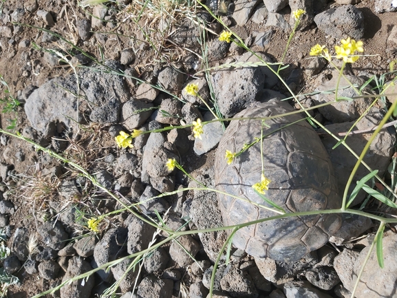 Testudo graeca  photographed by יצחק כהן 