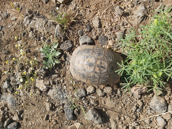 Testudo graeca  photographed by יצחק כהן 