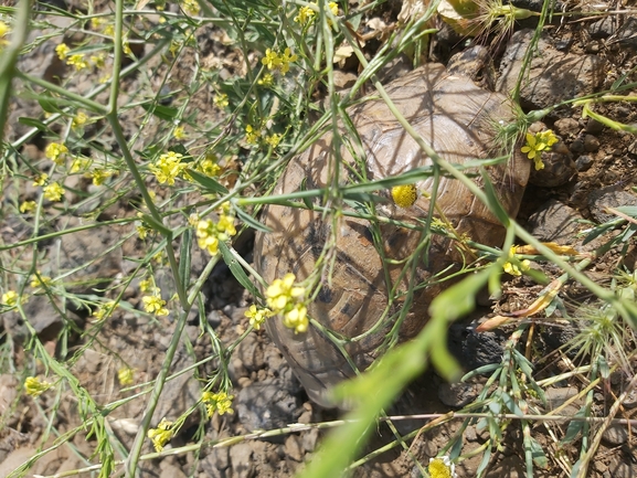 Testudo graeca  photographed by יצחק כהן 