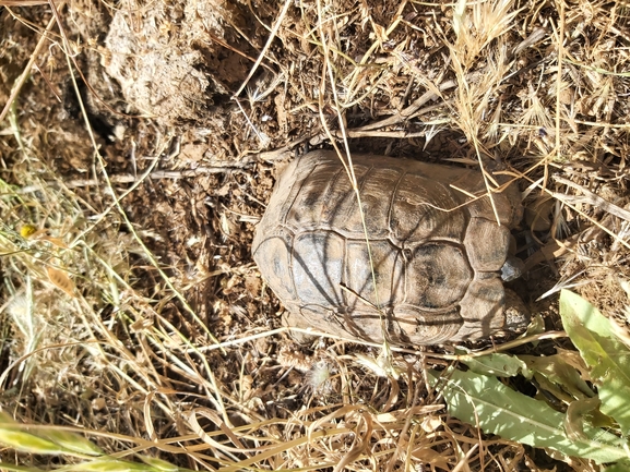 Testudo graeca  photographed by יצחק כהן 