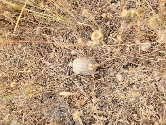 Testudo graeca  photographed by עמרי שרון 