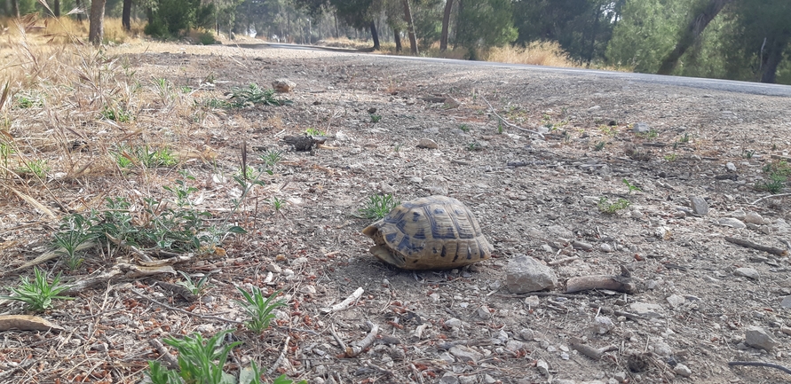 Testudo graeca  photographed by ליעד כהן 