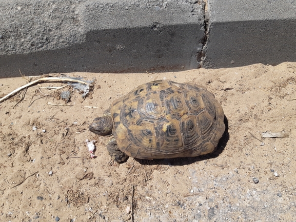 Testudo graeca  photographed by אלון פן 