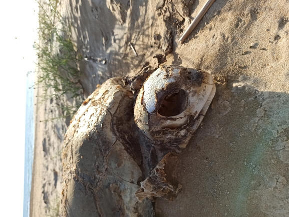 Bufo viridis  photographed by בעז שחם 