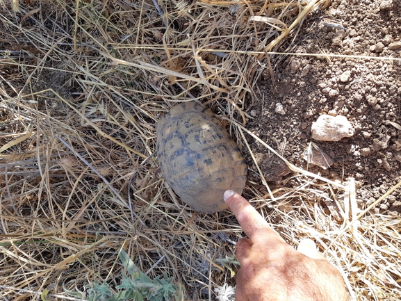 צב-יבשה מצוי  צולם על ידי יעקב קזס 