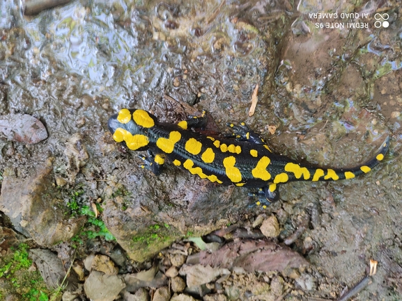 Salamandra infraimmaculata  photographed by רמדאן עיסא 