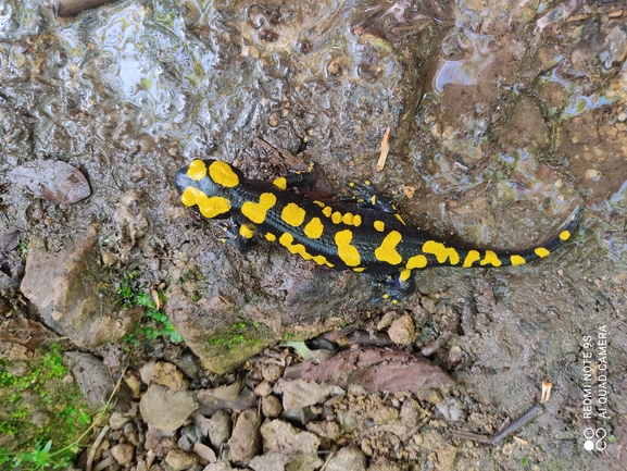 Salamandra infraimmaculata  photographed by רמדאן עיסא 