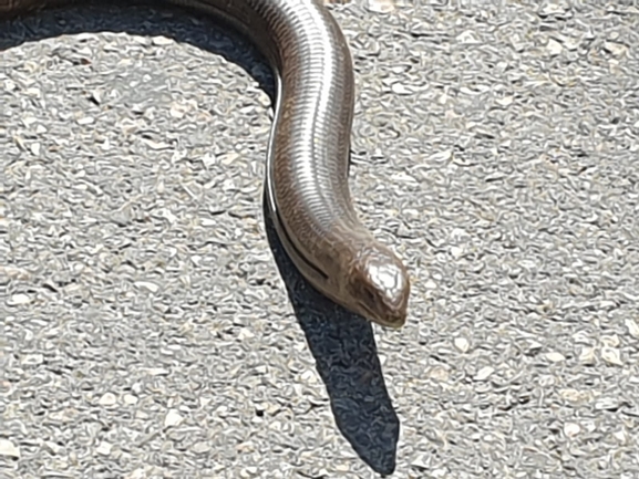 Ophisaurus apodus  photographed by יונתן סבלסקי 