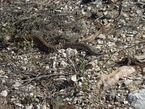 Vipera palaestinae  photographed by יונתן סבלסקי 