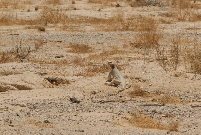 Dabb Lizard  photographed by דורון ניסים 