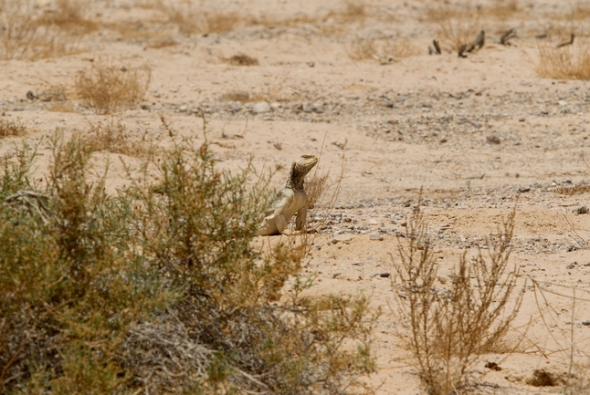 Dabb Lizard  photographed by דורון ניסים 