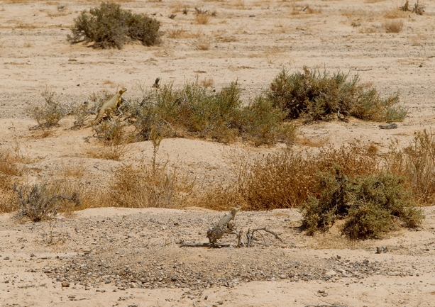 Dabb Lizard  photographed by דורון ניסים 