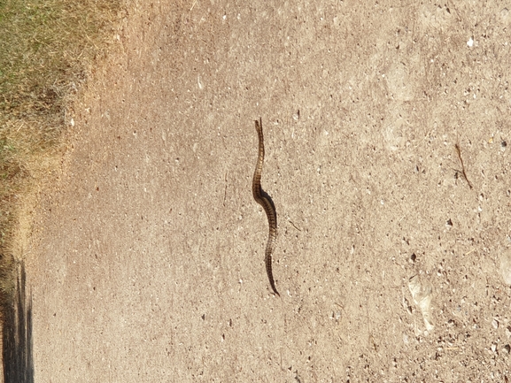 Vipera palaestinae  photographed by נצר אלימלך 