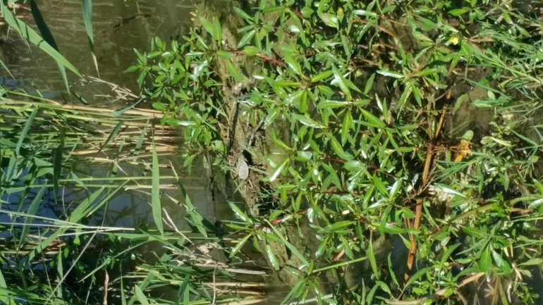 Mauremys caspica rivulata  photographed by יורם מלכה 