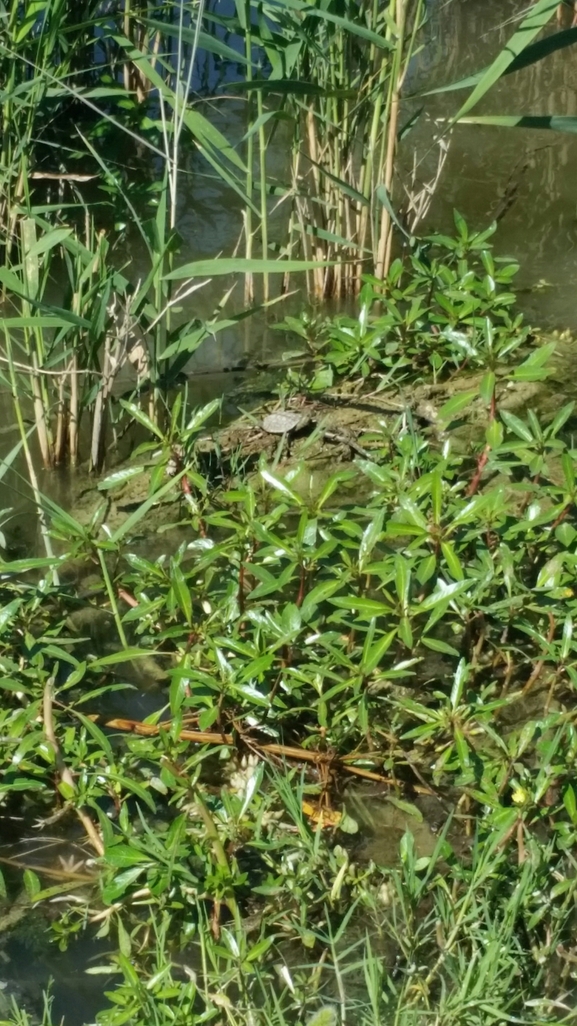 Mauremys caspica rivulata  photographed by יורם מלכה 