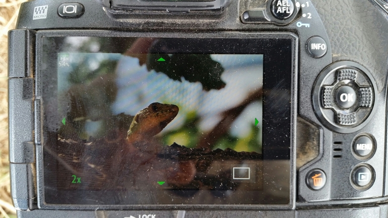 Lacerta trilineata israelica  photographed by אסף צבר 