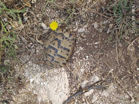 צב-יבשה מצוי  צולם על ידי שחר שטוי 