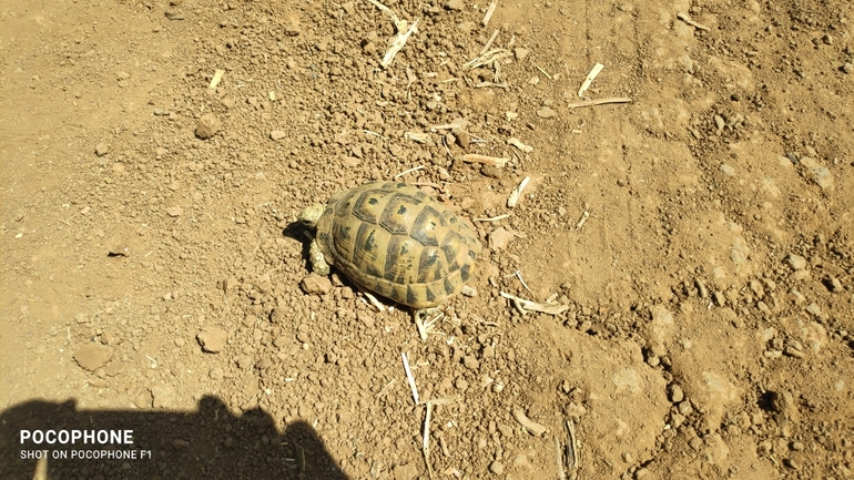 Testudo graeca  photographed by חנוך כחלון 