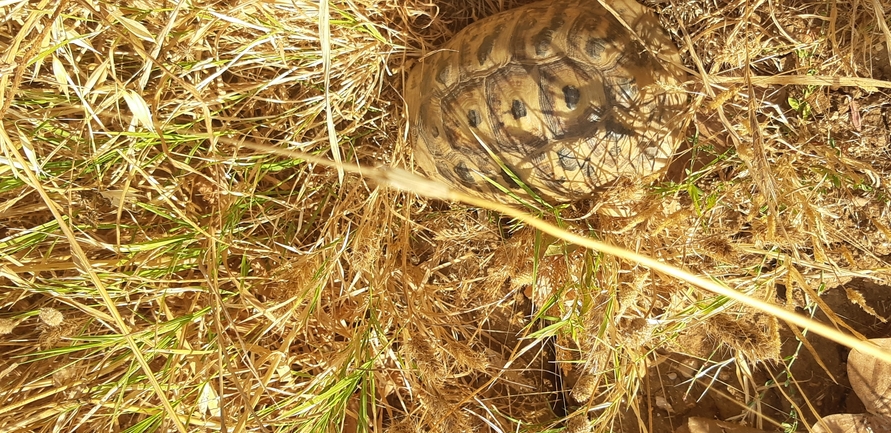 Testudo graeca  photographed by יונתן סבלסקי 