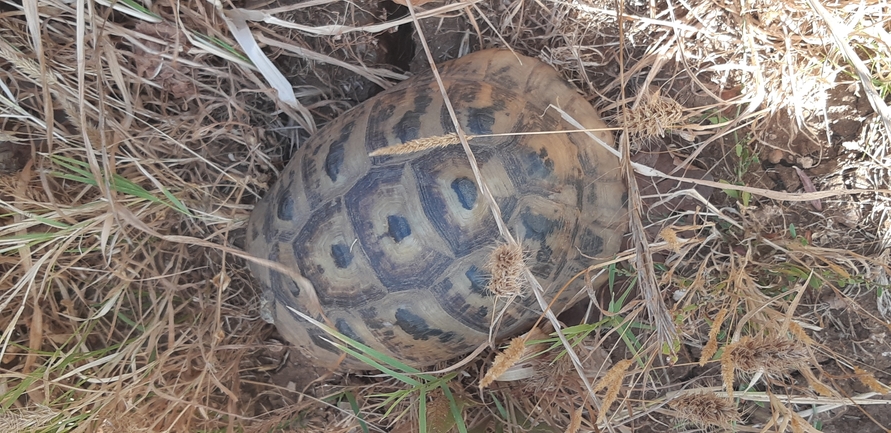 צב-יבשה מצוי  צולם על ידי יונתן סבלסקי 