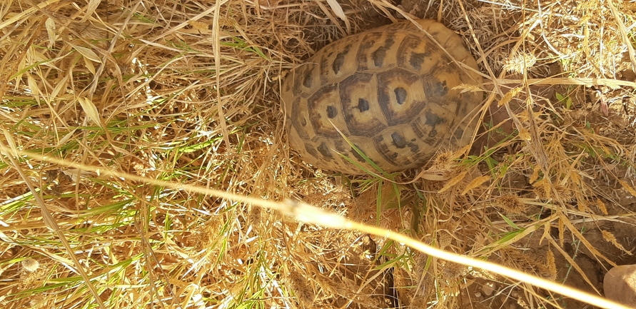 Testudo graeca  photographed by יונתן סבלסקי 