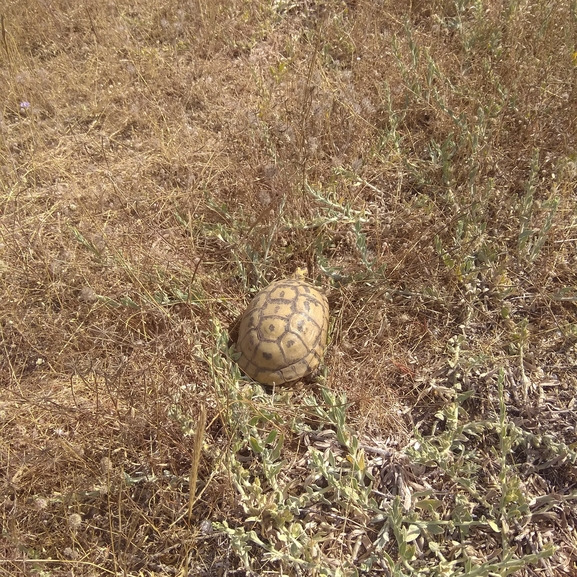 Testudo graeca  photographed by רן טל 