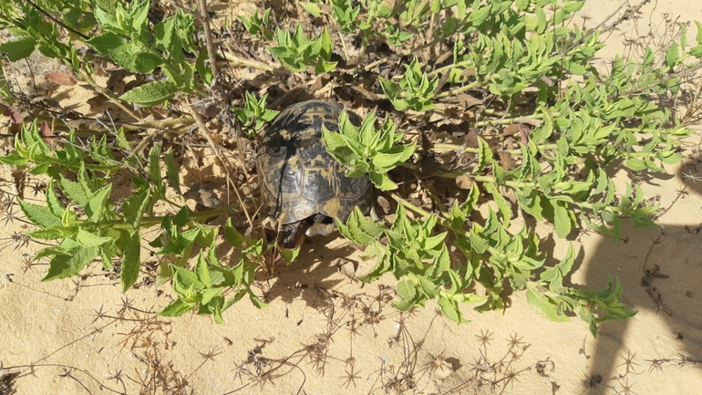 Testudo graeca  photographed by רן טל 