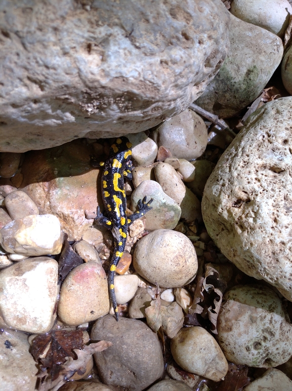 Salamandra infraimmaculata  photographed by lowramati@tauex.tau.ac.il 