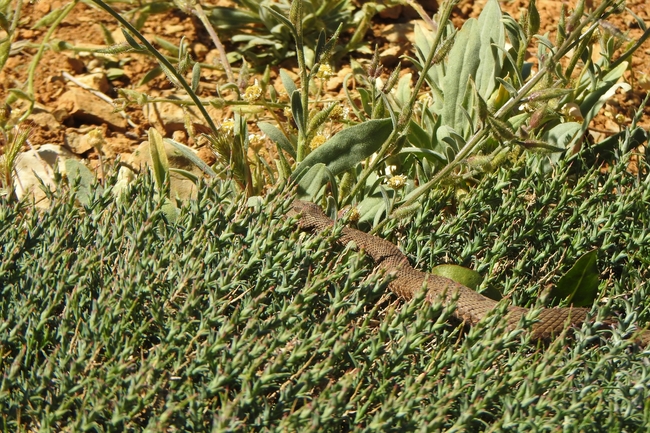 Vipera bornmuelleri  photographed by טליה אורון 