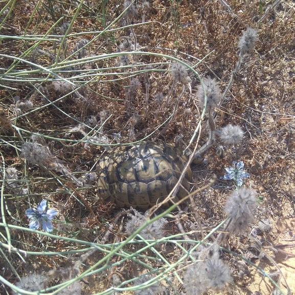 Testudo graeca  photographed by רן טל 