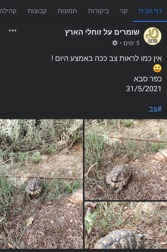 צב-יבשה מצוי  צולם על ידי צליל לבין 