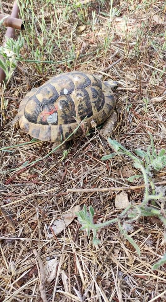 Testudo graeca  photographed by צליל לבין 