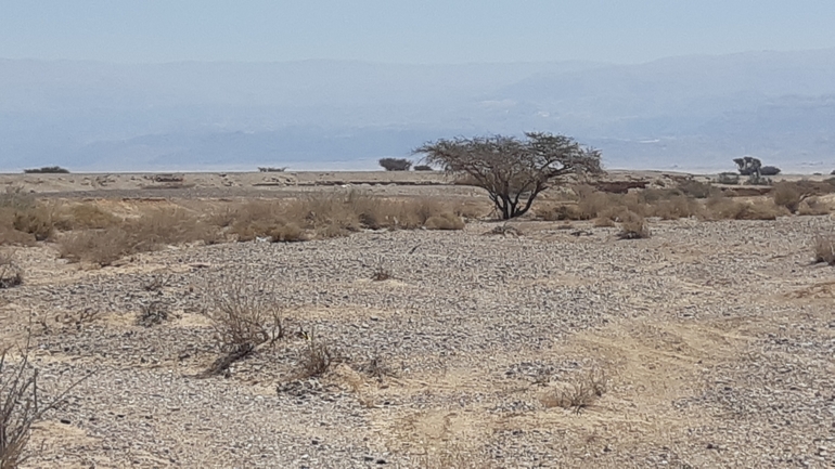 Dabb Lizard  photographed by אריה לב רוזנברג 