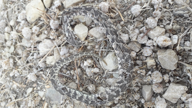 Vipera palaestinae  photographed by אמיר פרלברג 