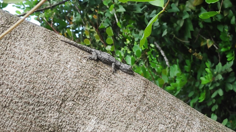 Cyrtodactylus kotschyi orientalis  photographed by רן פרץ 