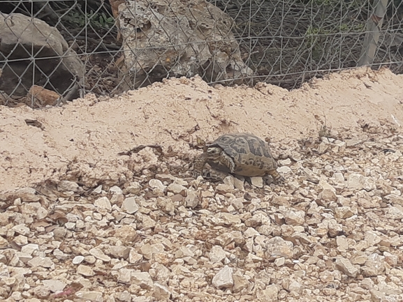 צב-יבשה מצוי  צולם על ידי רמי יוספי 