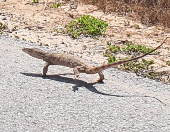 Varanus griseus  צולם על ידי סיון מרדוק 