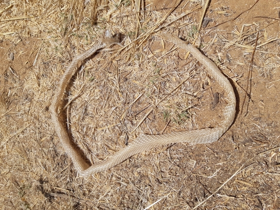 תלום-קשקשים מצוי  צולם על ידי אורי אורבך 