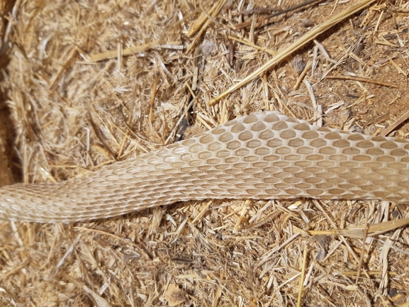 תלום-קשקשים מצוי  צולם על ידי אורי אורבך 