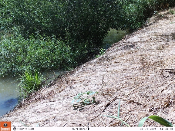 Trionyx triunguis  photographed by יונתן סבלסקי 