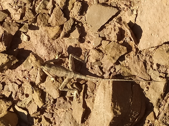 Agama pallida pallida  photographed by תומר מזרחי 