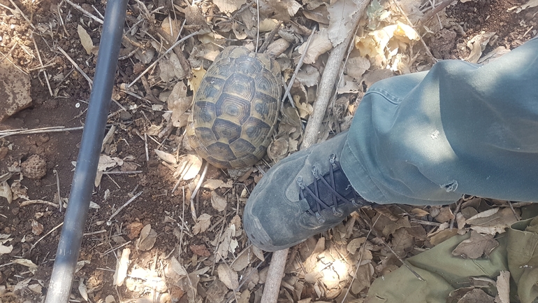 Testudo graeca  photographed by אהד פרידמן 