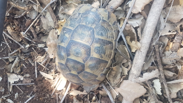 Testudo graeca  photographed by אהד פרידמן 