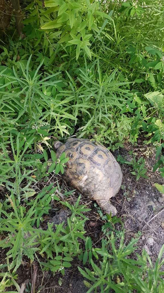 Testudo graeca  photographed by פייסל מג'דוב 