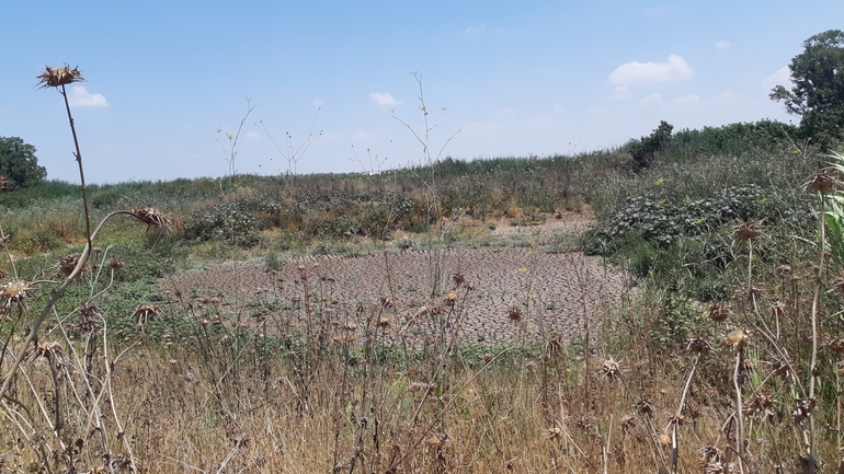 צב ביצות  צולם על ידי סיון מרדוק 