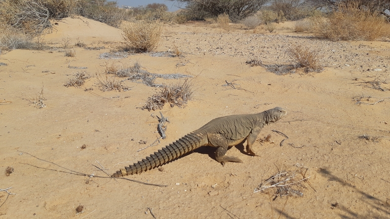 Uromastyx aegyptia  צולם על ידי אריה לב רוזנברג 