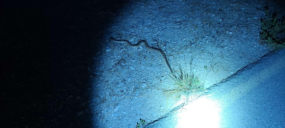 Vipera palaestinae  photographed by סיון מרדוק 